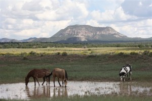 Tres Lagunas Horses Sawtooth