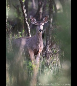 Deer in Ruidoso, New Mexico / Allen Maestas, photographer