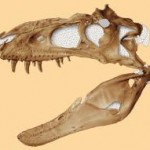 The meter-long skull of the holotype (NMMNH P-27469) of Bistahieversor sealeyi, a new genus and species of deep-snouted tyrannosauroid from the Late Cretaceous of New Mexico. Credit: Carbon dust by Dino PulerÃ .