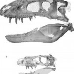 The skulls of the holotype (NMMNH P-27469) and juvenile (NMMNH P-25049) specimens of Bistahieversor sealeyi, a new genus and species of deep-snouted tyrannosauroid from the Late Cretaceous of New Mexico. Carbon dust by Dino PulerÃ 