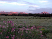 Datil New Mexico Home for Sale with Acreage